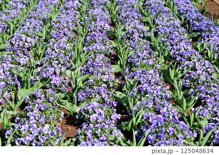 満開のビオラ 城山公園 桶川市 満開のビオラ 城山公園 桶川市 125048634