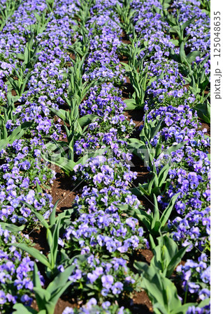 満開のビオラ 城山公園 桶川市 満開のビオラ 城山公園 桶川市 125048635