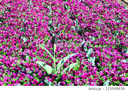 満開のビオラ　城山公園　桶川市 125048636