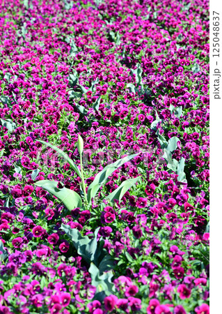 満開のビオラ　城山公園　桶川市 125048637