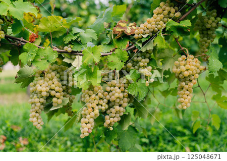 Bunch of white grapes between the grape leaves in vineyard 125048671