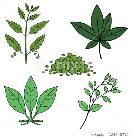 Botanical Illustration of Various Plants 125048753