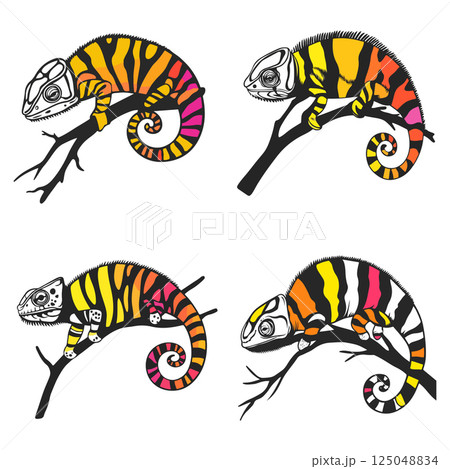 Colorful Chameleon Illustrations 125048834