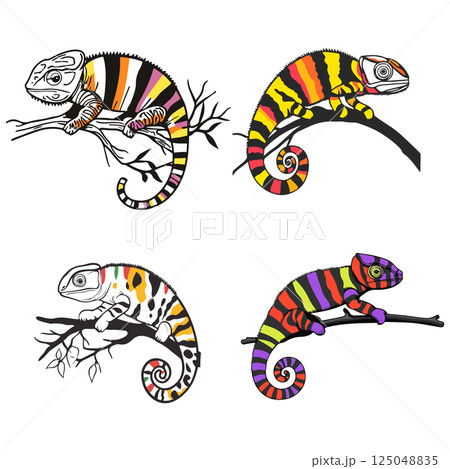 Colorful Chameleon Illustrations 125048835