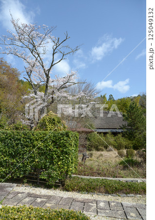 春の嵯峨野 茅葺の民家 京都市右京区嵯峨 春の嵯峨野 茅葺の民家 京都市右京区嵯峨 125049132