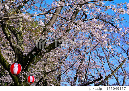 満開　城山公園の桜　桜祭り　桶川市 125049137