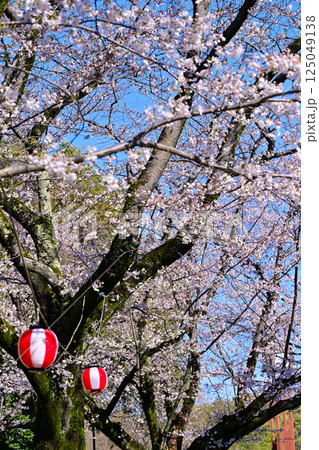 満開　城山公園の桜　桜祭り　桶川市 125049138