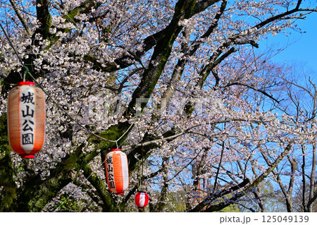 満開　城山公園の桜　桜祭り　桶川市 125049139