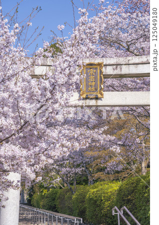 春の京都　宗忠神社　桜に包まれた宗忠鳥居 125049180