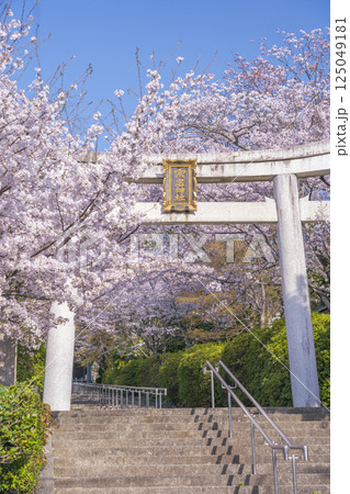 春の京都　宗忠神社　桜に包まれた宗忠鳥居 125049181