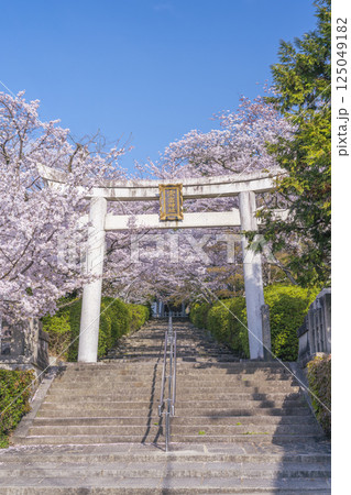 春の京都 宗忠神社 桜に包まれた宗忠鳥居 春の京都 宗忠神社 桜に包まれた宗忠鳥居 125049182