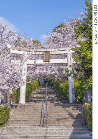 春の京都　宗忠神社　桜に包まれた宗忠鳥居 125049183