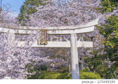 春の京都　宗忠神社　桜に包まれた宗忠鳥居 125049184