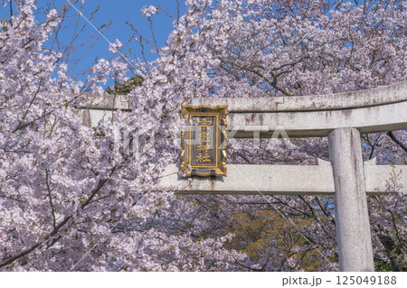 春の京都　宗忠神社　桜に包まれた宗忠鳥居 125049188