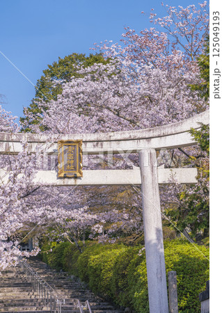 春の京都 宗忠神社 桜に包まれた宗忠鳥居 春の京都 宗忠神社 桜に包まれた宗忠鳥居 125049193