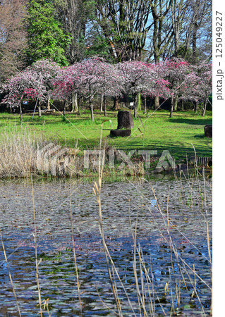 水辺に咲く色とりどりの満開の花桃 城山公園 水辺の風景 桶川市 水辺に咲く色とりどりの満開の花桃 城山公園 水辺の風景 桶川市 125049227