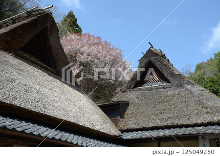 春の嵯峨野　茅葺の民家　京都市右京区嵯峨 125049280