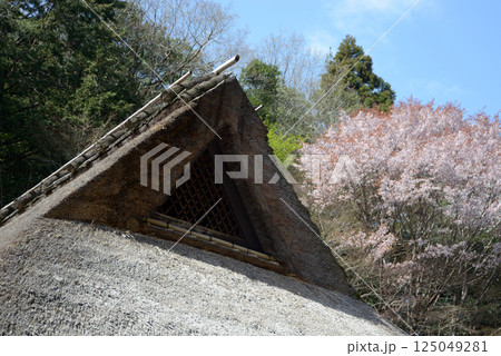 春の嵯峨野　茅葺の民家　京都市右京区嵯峨 125049281
