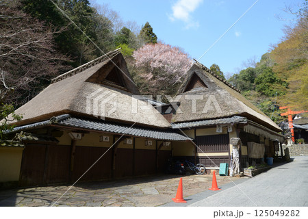 春の嵯峨野　茅葺の民家　京都市右京区嵯峨 125049282