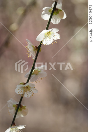 しだれ梅の白い花 しだれ梅の白い花 125049475