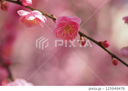 ピンクの梅の花のアップ ピンクの梅の花のアップ 125049476