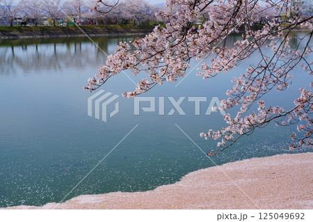 奈良の弥生遺跡 唐古・鍵遺跡の唐古池に咲く満開の桜並木と花筏 奈良の弥生遺跡 唐古・鍵遺跡の唐古池に咲く満開の桜並木と花筏 125049692