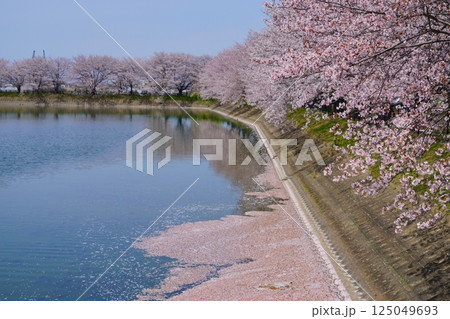 奈良の弥生遺跡 唐古・鍵遺跡の唐古池に咲く満開の桜並木と花筏 奈良の弥生遺跡 唐古・鍵遺跡の唐古池に咲く満開の桜並木と花筏 125049693