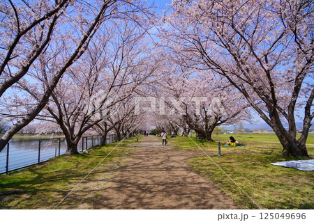 奈良の弥生遺跡　唐古・鍵遺跡の唐古池に咲く満開の桜並木 125049696