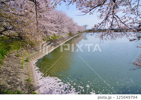 奈良の弥生遺跡　唐古・鍵遺跡の唐古池に咲く満開の桜並木と花筏 125049704
