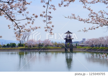 奈良の弥生遺跡　唐古・鍵遺跡の楼閣と満開の桜並木 125049705