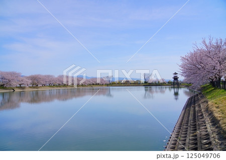 奈良の弥生遺跡 唐古・鍵遺跡の唐古池に咲く満開の桜並木 奈良の弥生遺跡 唐古・鍵遺跡の唐古池に咲く満開の桜並木 125049706