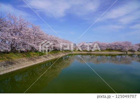 奈良の弥生遺跡　唐古・鍵遺跡の唐古池に咲く満開の桜並木 125049707