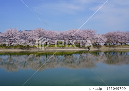 奈良の弥生遺跡 唐古・鍵遺跡の唐古池に咲く満開の桜並木 奈良の弥生遺跡 唐古・鍵遺跡の唐古池に咲く満開の桜並木 125049709