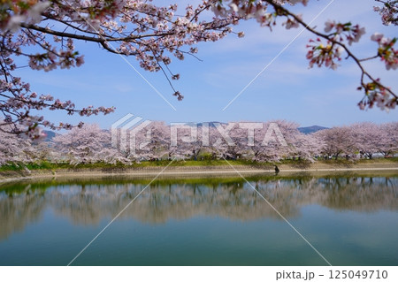 奈良の弥生遺跡　唐古・鍵遺跡の唐古池に咲く満開の桜並木 125049710