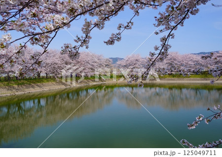 奈良の弥生遺跡　唐古・鍵遺跡の唐古池に咲く満開の桜並木 125049711