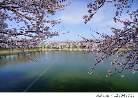 奈良の弥生遺跡　唐古・鍵遺跡の唐古池に咲く満開の桜並木 125049713