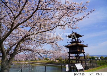 奈良の弥生遺跡　唐古・鍵遺跡の楼閣と満開の桜並木 125049718