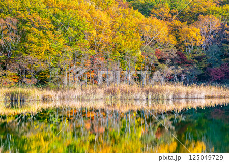 岩手 紅葉に染まる八幡平　～水鏡の御在所沼～ 125049729