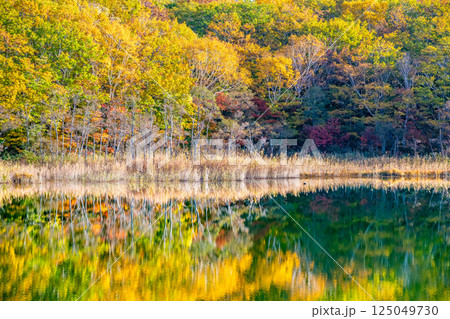 岩手 紅葉に染まる八幡平 ~水鏡の御在所沼~ 岩手 紅葉に染まる八幡平 ~水鏡の御在所沼~ 125049730