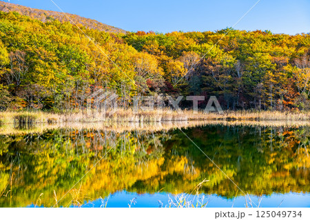 岩手 紅葉に染まる八幡平　～水鏡の御在所沼～ 125049734