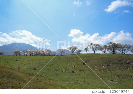 根子岳と桜の風景 125049744