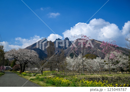 根子岳と桜の風景 125049787