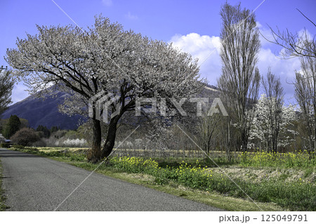 根子岳と桜の風景 根子岳と桜の風景 125049791