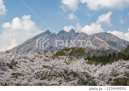 根子岳と桜の風景 根子岳と桜の風景 125049830