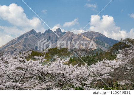 根子岳と桜の風景 125049831