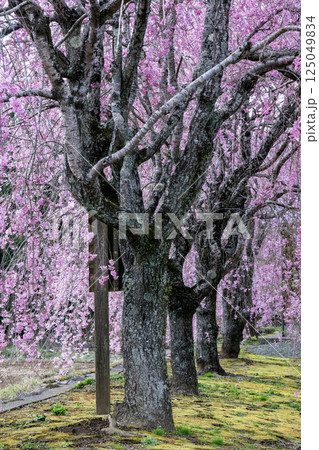 根子岳と桜の風景 根子岳と桜の風景 125049834
