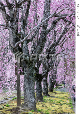 根子岳と桜の風景 根子岳と桜の風景 125049835