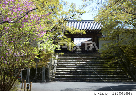曼殊院 新緑と勅使門 京都市左京区 曼殊院 新緑と勅使門 京都市左京区 125049845