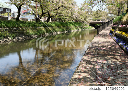落花した岩倉五条川の桜 落花した岩倉五条川の桜 125049901