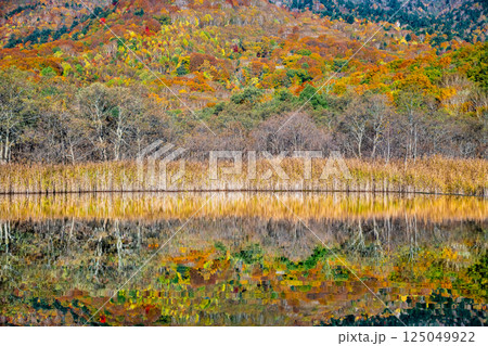 岩手 紅葉に染まる八幡平　～水鏡の赤沼～ 125049922